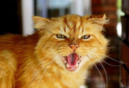 I Taught I Taw a Puddie Tat Image